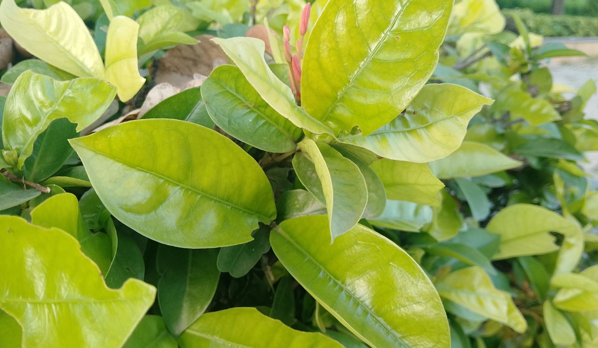 AI+ Pulse camera test