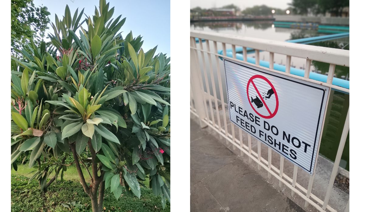 AI+ Pulse camera test